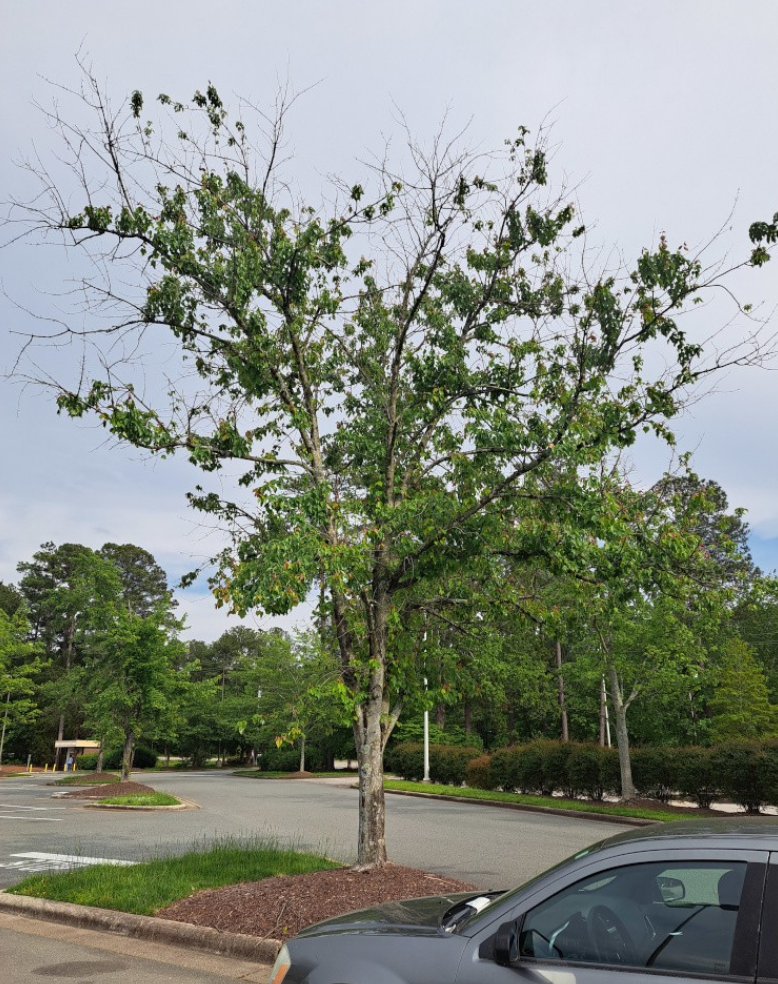 dessicated tree